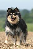 CHIEN FINNOIS DE LAPONIE 688